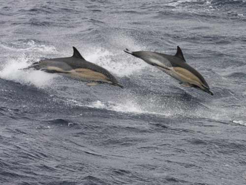 Delfini (c)wikipedia.org